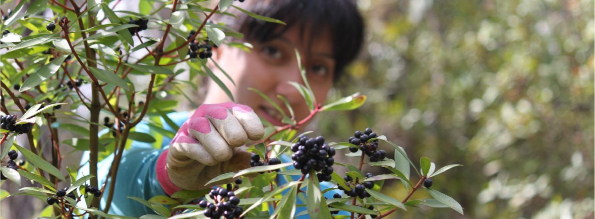 Wild Harvest Tasmanian pepperberry